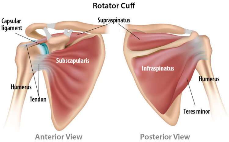  The importance of training the rotator cuff to improve grip strength